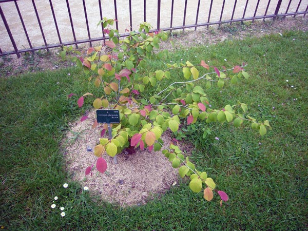 Jardin des Plantes