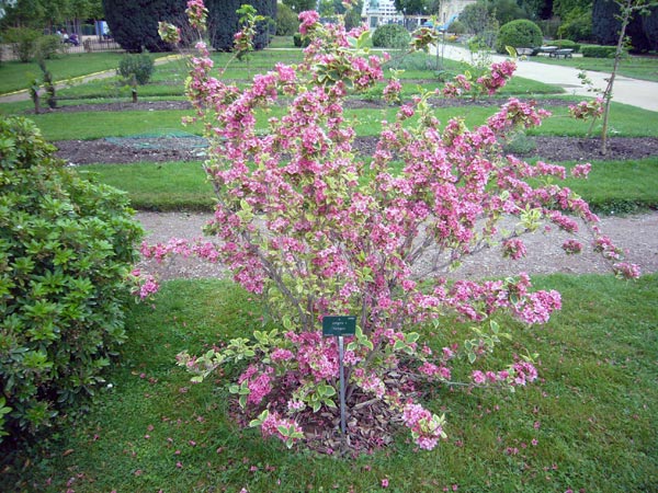 Jardin des Plantes