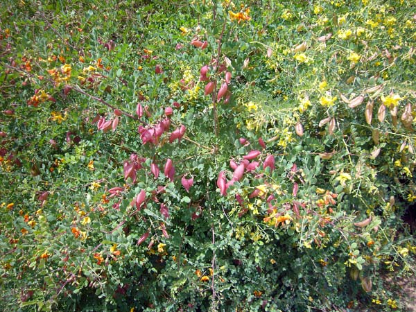 Jardin des Plantes