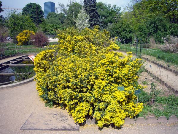 Jardin des Plantes