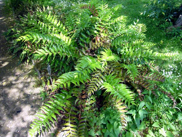 Jardin des Plantes