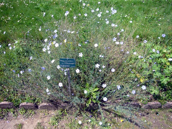 Jardin des Plantes