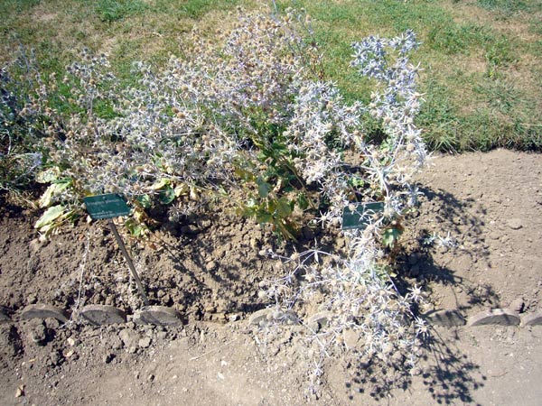 Jardin des Plantes