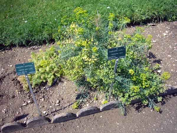 Jardin des Plantes