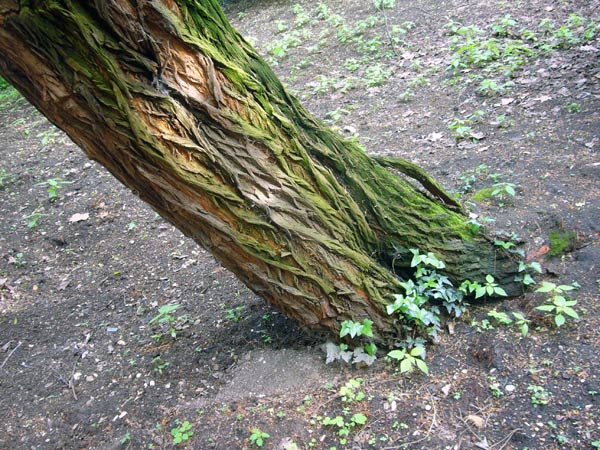 Jardin des Plantes