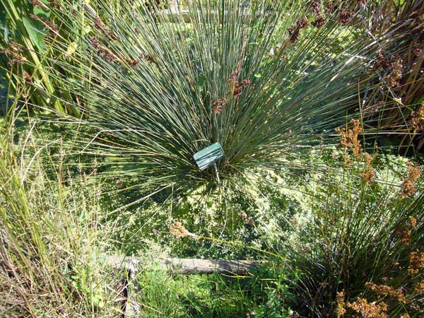 Jardin des Plantes