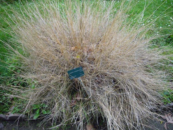 Jardin des Plantes