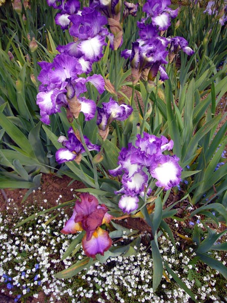 Jardin des Plantes