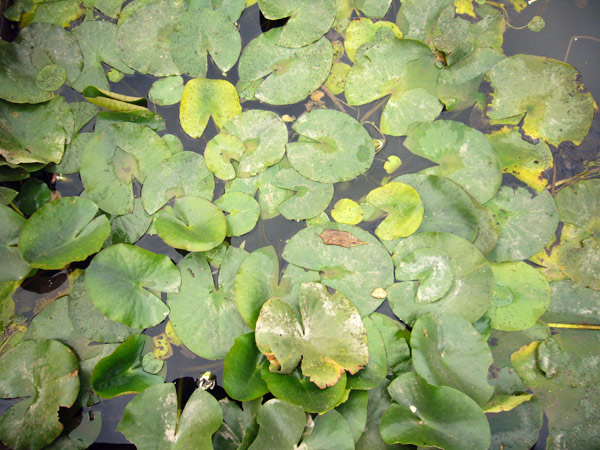 Jardin des Plantes