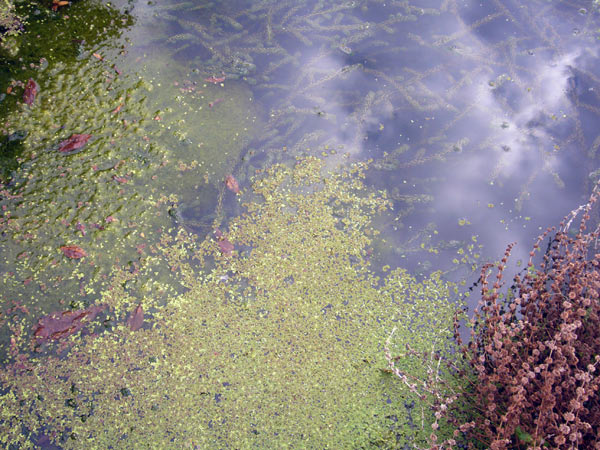 Jardin des Plantes