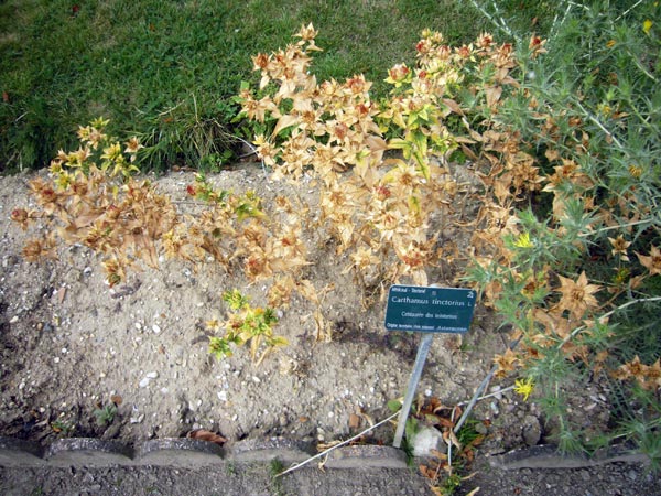 Jardin des Plantes