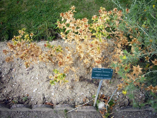 Jardin des Plantes