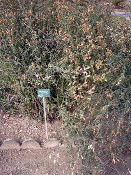 Jardin des Plantes