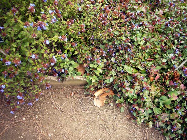 Jardin des Plantes