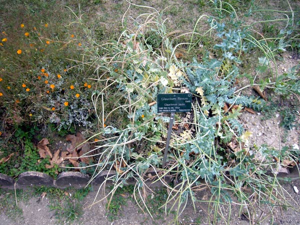 Jardin des Plantes