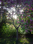 Jardin des Plantes