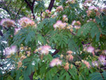 Jardin des Plantes