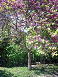 Jardin des Plantes