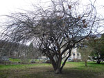 Jardin des Plantes