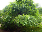 Jardin des Plantes