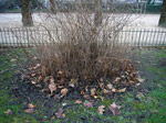 Jardin des Plantes