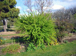 Jardin des Plantes