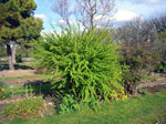 Jardin des Plantes