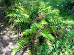 Jardin des Plantes