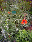 Jardin des Plantes