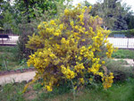 Jardin des Plantes