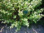 Jardin des Plantes