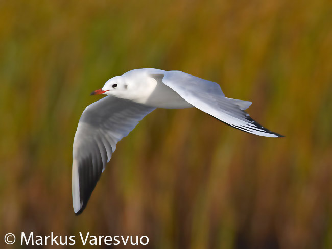 mouette rieuse