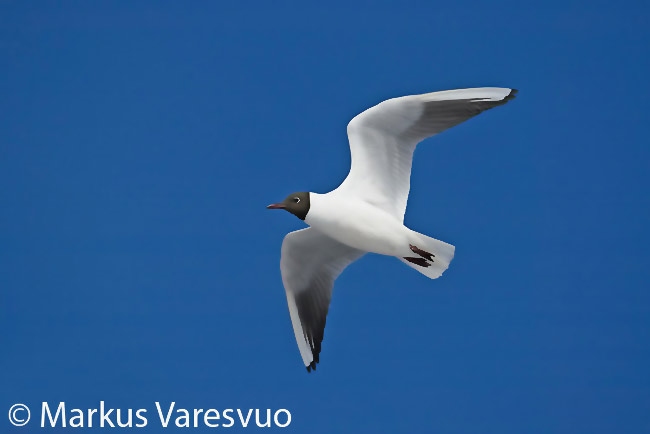 mouette rieuse