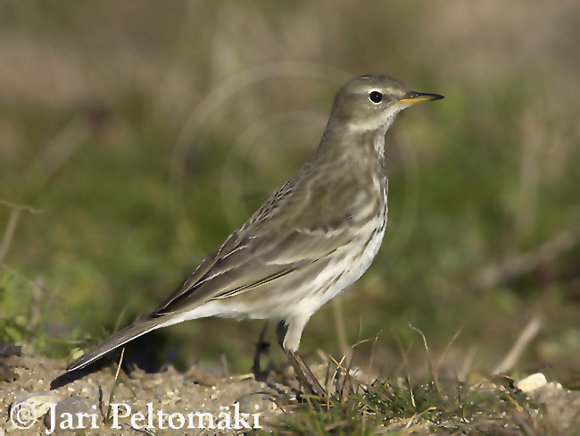 pipit spioncelle