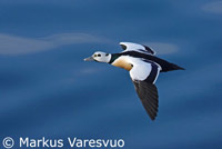 eider de steller