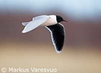 mouette pygme