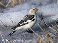 bruant des neiges