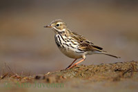 pipit farlouse