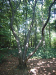 Bois de Vincennes