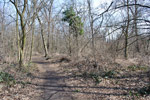 Bois de Vincennes