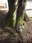 Bois de Vincennes