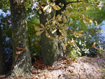 Bois de Vincennes