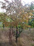 Bois de Vincennes
