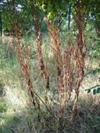 Bois de Vincennes