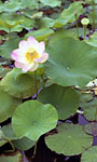 Parc Floral