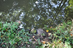 Bois de Vincennes