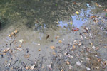 Bois de Vincennes