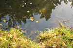 Bois de Vincennes