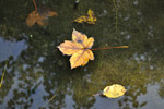 Bois de Vincennes